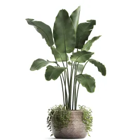 Plant collection banana